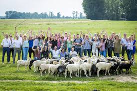 Unieke Teamervaring: Schapen Hoeden Teambuilding