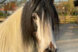 workshop kinderfeestje